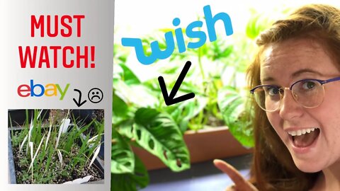 THE VERY REAL DANGER OF ORDERING SEEDS FROM WISH OR EBAY! PLEASE WATCH!!! | Gardening in Canada 🇨🇦