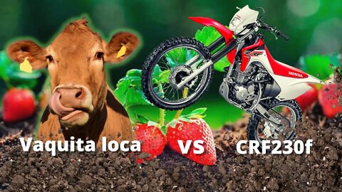 Vaca vs #CRF230f saliendo del cultivo de 🍓