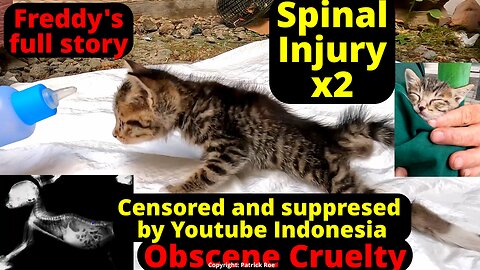 1 month old kitten with spinal injuries Freddy's full story! Cruelty and suppression.