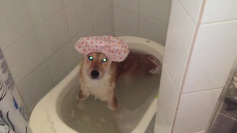 Dog's bath time routine is one of a kind