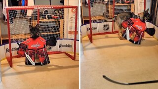 Hockey Pup Shows Her Skills Dressed As Nhl Goalie