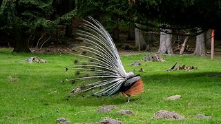 Ever Seen A Peacock (Bird)