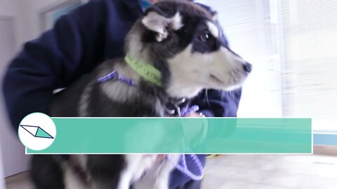 Pelvic/leg injury young dog from Manitoba rescue | Shelter Medical