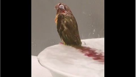 Parrot enters trance while taking shower