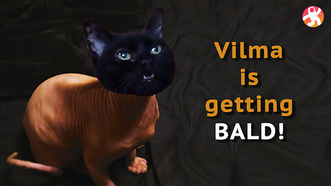 Vilma is Getting BALD!