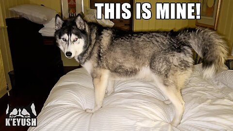 What It's Like to Sleep in the Same Bed as a Giant Husky!