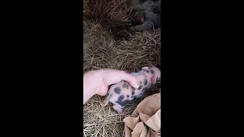 Cute tiny Pig #cutepig #cutepet