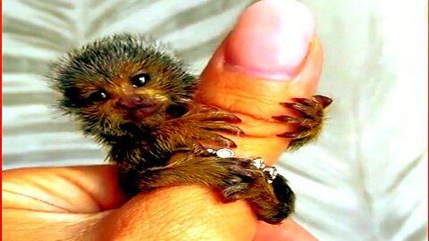Introducing the world's tiniest finger monkey - an adorable marvel!😉😍