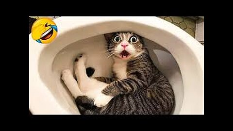 funny cat video || laughing Funny moments epic moment 🤣🤣🤣 capture in camera 📸