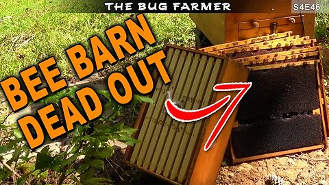 Bee Barns are Weak and Dead! | I neglected the home bee yard this season. #beekeeping #bees