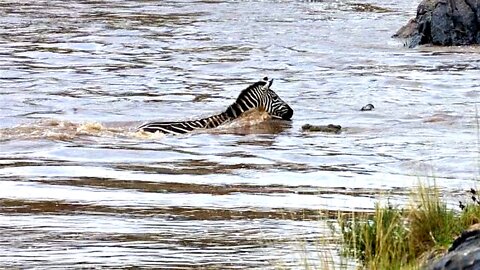 Zebras meet crocodile ambush as they cross river in Kenya