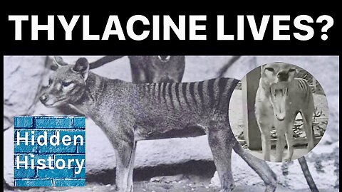 Thylacines: ‘Tasmanian Tiger’ survived into 1980s’ and could still live, new research says