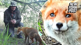 Tail-wagging fox can't hide her joy seeing human friend again