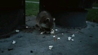 Cute little raccoon eating popcorn