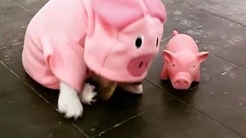 dog funny with pig dolls