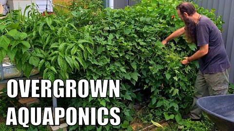 Overgrown Aquaponics Sweet Potato & Mantis Babies