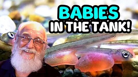 You Can Hatch and Raise Babies in Your Aquarium!