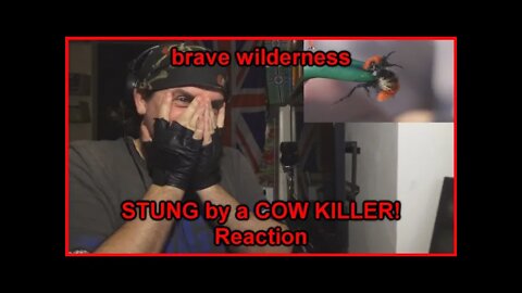 Reaction: stung by a cow killer