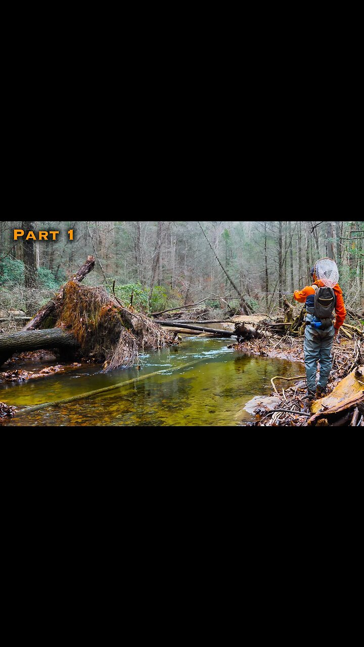 Fly Fishing Crystal Clear Water for BIG Trout! (North Georgia Pt 1