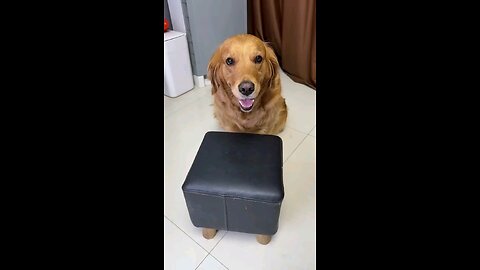 Dogs__They_re_setting_up_dogs_again,_aren_t_they_#_pet#_spirit_puppy#_adoration#_golden_retriever
