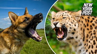 Spotted! German shepherd fights off leopard