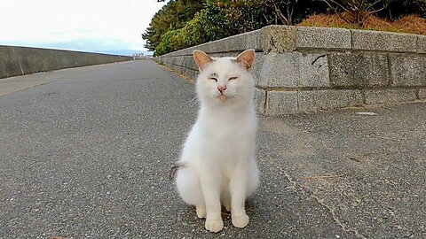 A stray cat who often speaks on the road by the sea talks to me