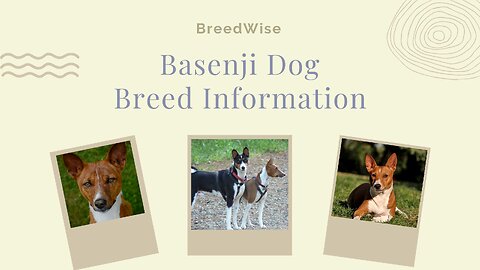 Introducing the Basenji Dog Breed - A Comprehensive Guide