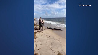 12-foot alligator captured on Delray Beach