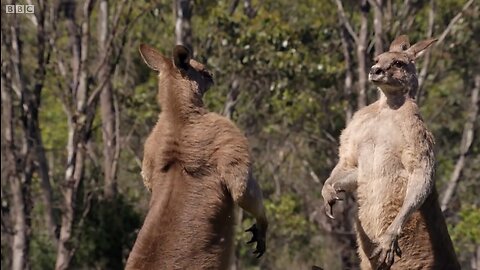 Kangaroo Boxing Fight | Life Story | BBC Earth 😲😲😲😲
