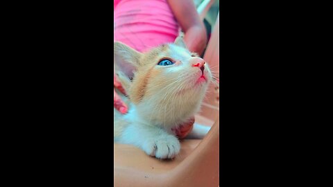 The beautiful Cat || The Cute Cat #cat #babycat