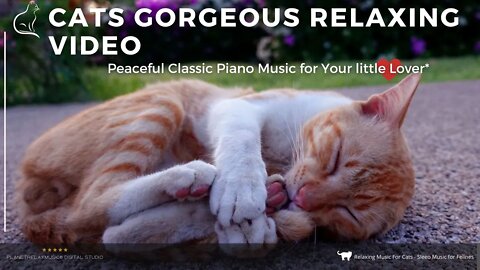 Gorgeous and Relaxing Cats Musical Video | Classic Music | for You and Your Lovely Feline.