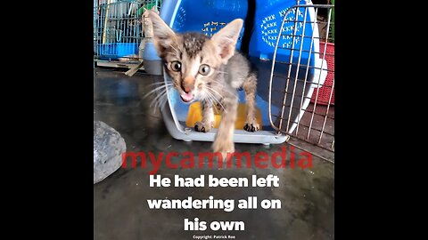 Malnourished and neglected kitten alone at a market