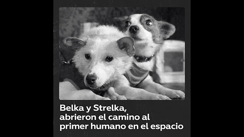Belka y Strelka, las precursoras del primer ser humano en el espacio