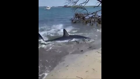 Did someone help him? This big shark in Miami Beach.