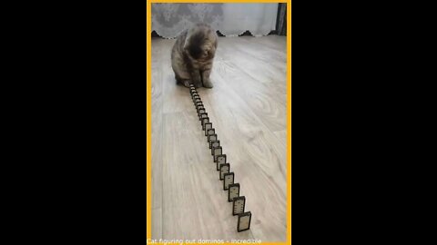 chat dominos meilleur chat le plus drôle jouer aux dominos animal drôle 2022