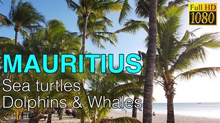 Mauritius Swimming with turtles & dolphins and watching whales