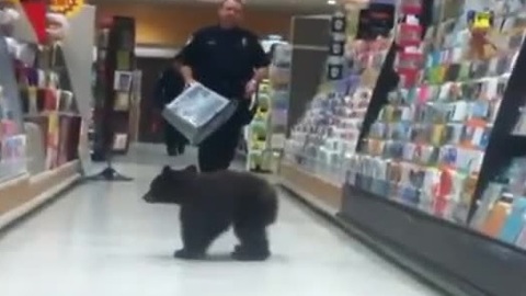 Black bear cub goes Sunday shopping