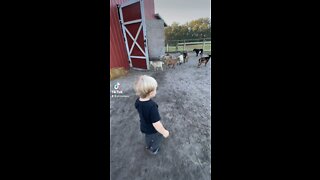 Toddler Visits a Pumpkin Patch!