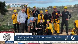 Deaf dog rescued by San Diego Humane Society after 100 fall into ravine