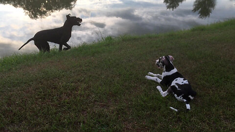 Great Dane Puppy Watches Sunset Zoomies & Almost Rolls Into The Lake