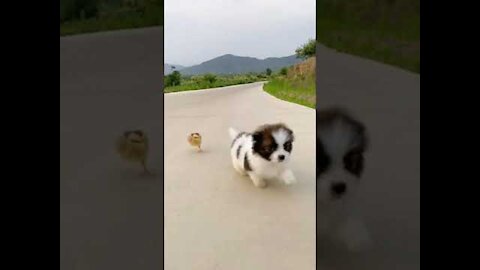 Miss Chick and Mr Puppy Competes road run Try Not Laugh very Funny!!