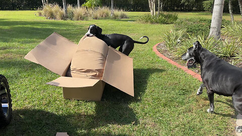 Great Danes unpack & deliver their new dog bed