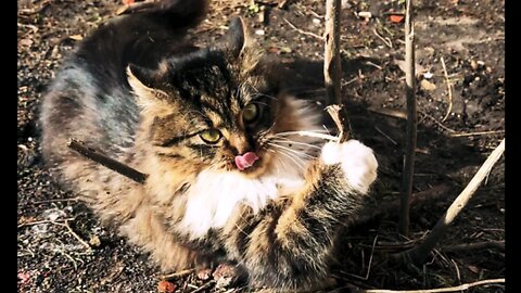 A cat charged with spring mood