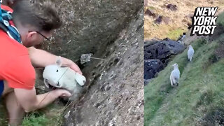 Baby lamb rescued from a rocky situation