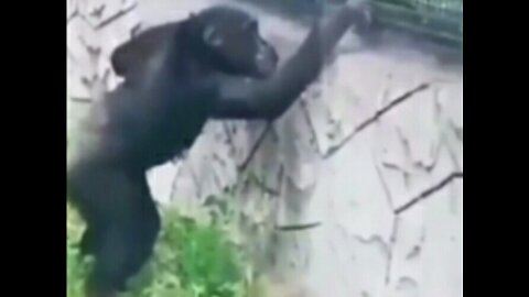 Chimpanzee funny videos |