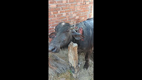 Buffalo injured with fire l treatment given