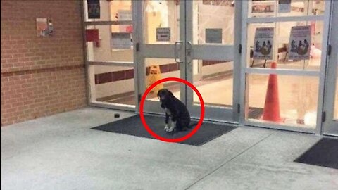 The little dog waited outside the school every morning for someone to help her