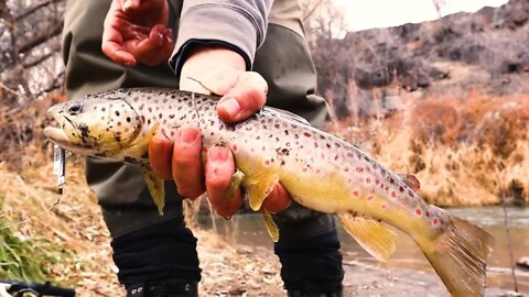 Winter Creek Fishing | Searching for Brown Trout