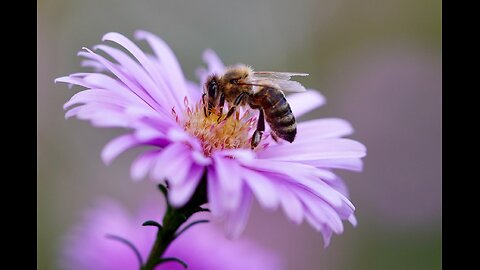 Bee-gone - What If The World's Bees Disappeared Tomorrow ?