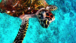 Sea turtle swims down to scuba diver to check out his camera